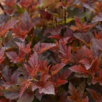 Красный в Дзержинске