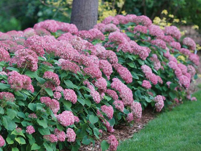 Инвизибл Спирит (Invisible Spirit).jpg