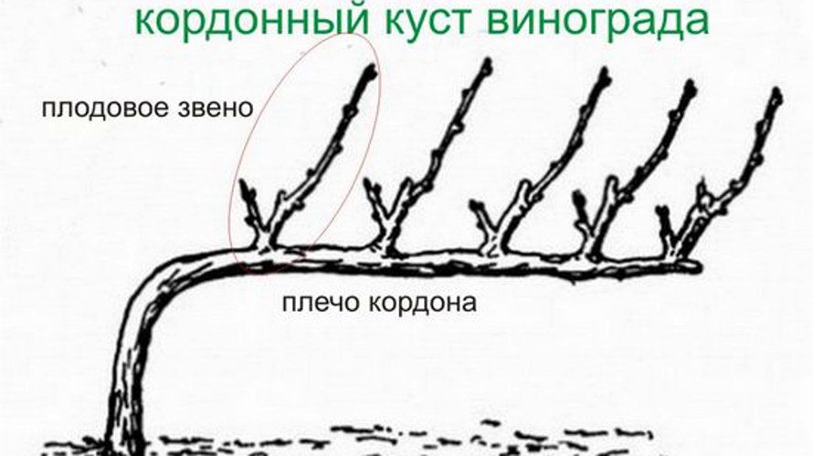 кордонный куст винограда.jpg