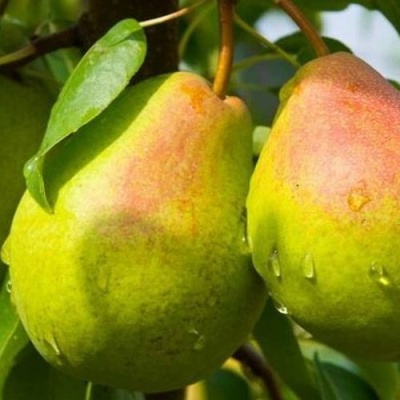 Груша ФЛЕЙТА в Дзержинске
