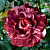 саженцы розы Брауни
