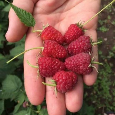 Малина ЕВРАЗИЯ в Дзержинске