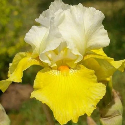 Ирис ЭКО ДЕ ФРАНС бородатый в Дзержинске