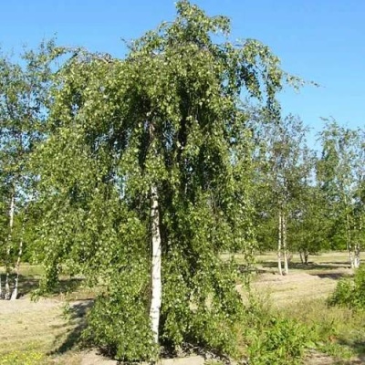 Береза ПОВИСЛАЯ в Дзержинске