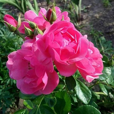 Роза АНГЕЛА флорибунда в Дзержинске