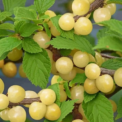 Вишня СНЕВИТ войлочная в Дзержинске