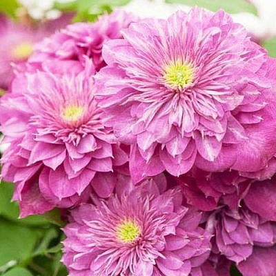 Клематис КАЙЗЕР в Дзержинске