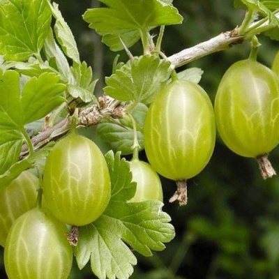 Крыжовник УРАЛЬСКИЙ ИЗУМРУД в Дзержинске