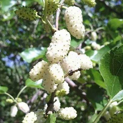 Шелковица БЕЛАЯ МЕДОВАЯ в Дзержинске