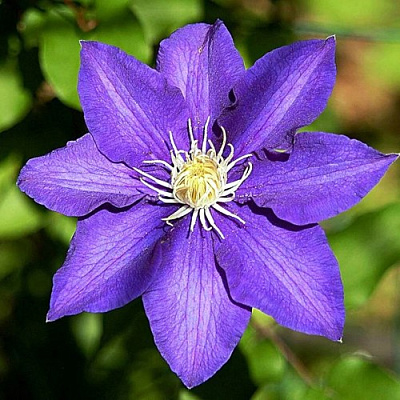 Клематис ЗЕ ПРЕЗИДЕНТ в Дзержинске