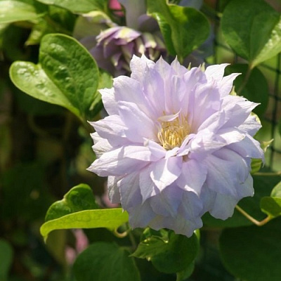 Клематис БЕЛЬ ОФ ВОРКИНГ в Дзержинске