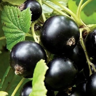 Смородина чёрная ЛЕНТЯЙ в Дзержинске