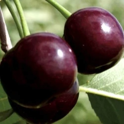 Дюк КСЕНИЯ (ЧЕРЕВИШНЯ) в Дзержинске