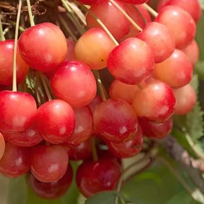 Черешня ЮЛИЯ в Дзержинске