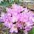 Безвременник