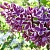 Сирень СЕНСАЦИЯ (привитая) в Дзержинске