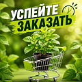 УСПЕЙТЕ ЗАКАЗАТЬ в Дзержинске