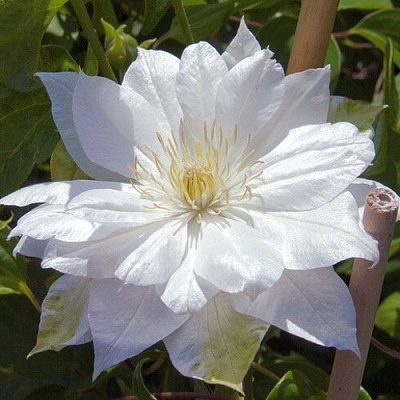 Клематис ДАЧЕСС ОФ ЭДИНБУРГ в Дзержинске