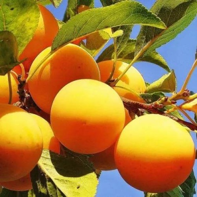 Слива МЕДОВАЯ ЖЁЛТАЯ в Дзержинске