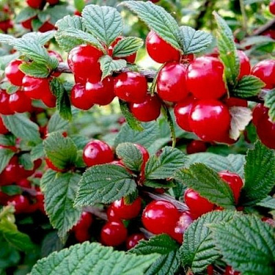 Вишня ВОСТОРГ войлочная в Дзержинске