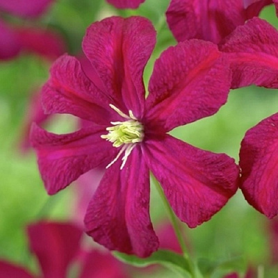 Клематис МАДАМ ДЖУЛИЯ КОРРЕВОН в Дзержинске