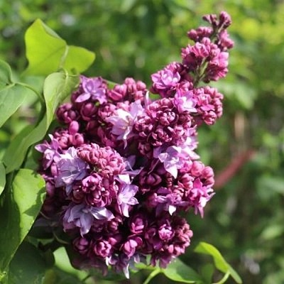 Сирень МАРШАЛ МАЛИНОВСКИЙ в Дзержинске