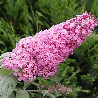 Буддлея давида ПИНК ДЕЛАЙТ в Дзержинске