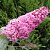 Буддлея давида ПИНК ДЕЛАЙТ в Дзержинске