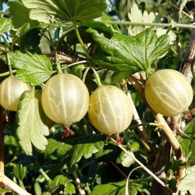 Крыжовник БЕЛОРУCСКИЙ САХАРНЫЙ 2 в Дзержинске
