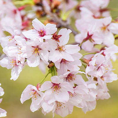 Сакура КОЙО НО МАЙ в Дзержинске