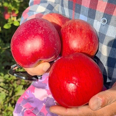 Яблоня ПАМЯТЬ СЮБАРОВОЙ в Дзержинске