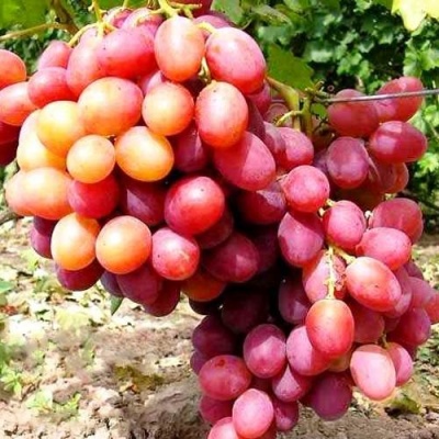 Виноград АНЮТА в Дзержинске