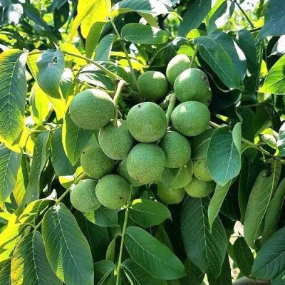 Грецкий орех  ИЗЯЩНЫЙ в Дзержинске