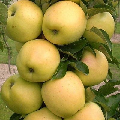 Яблоня колонновидная в Дзержинске