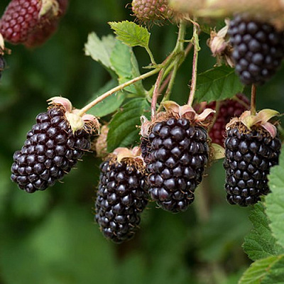 Ежемалина БОЙСЕНБЕРРИ в Дзержинске
