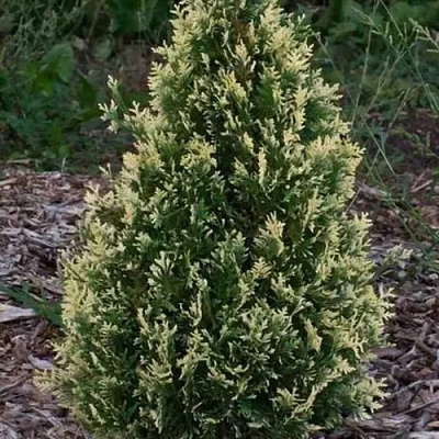 Туя БРАБАНТ ВАРИЕГАТТА западная в Дзержинске