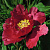 Пион КРАСНЫЙ ЛОТОС древовидный в Дзержинске