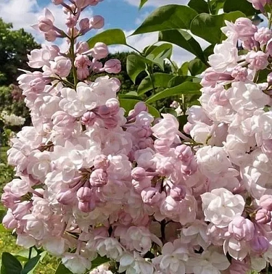 Сирень КРАСАВИЦА МОСКВЫ (привитая) в Дзержинске