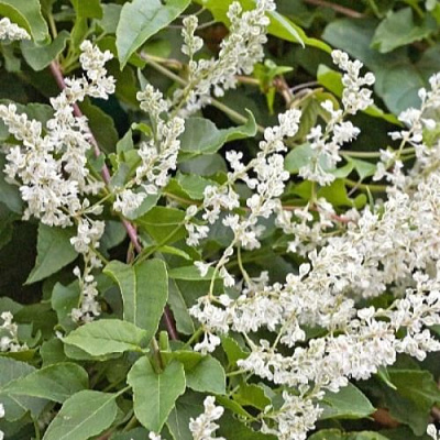 Фаллопия АУБЕРТА в Дзержинске