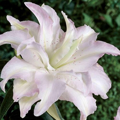 саженцы лилии Канова