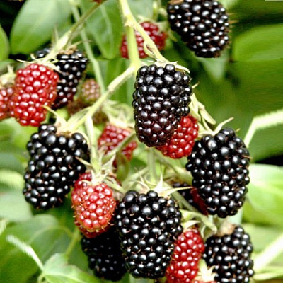 Ежемалина ДАРРОУ в Дзержинске