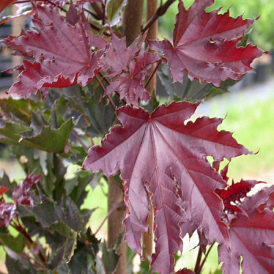 Клен КРИМСОН СЕНТРИ остролистный в Дзержинске