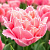 Тюльпан ПИНК МЭДЖИК бахромчатый в Дзержинске