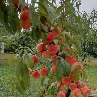 Персик ВУЛКАН в Дзержинске