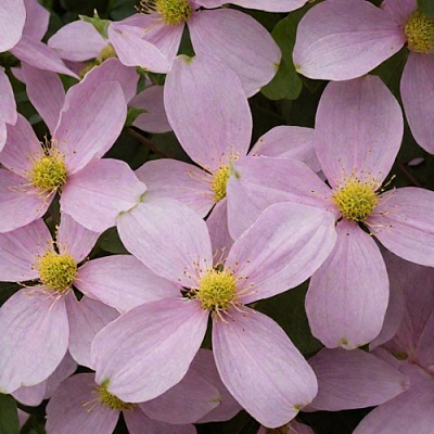 Клематис ГОРНЫЙ в Дзержинске