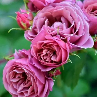 Японская роза в Дзержинске