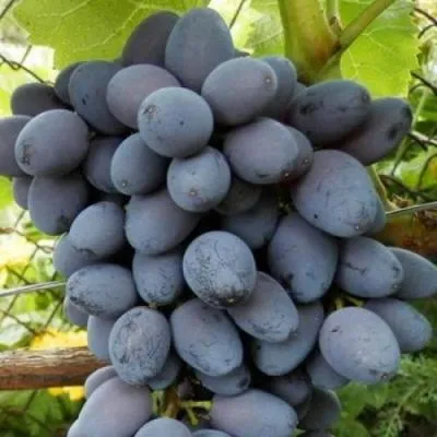 Черный виноград в Дзержинске