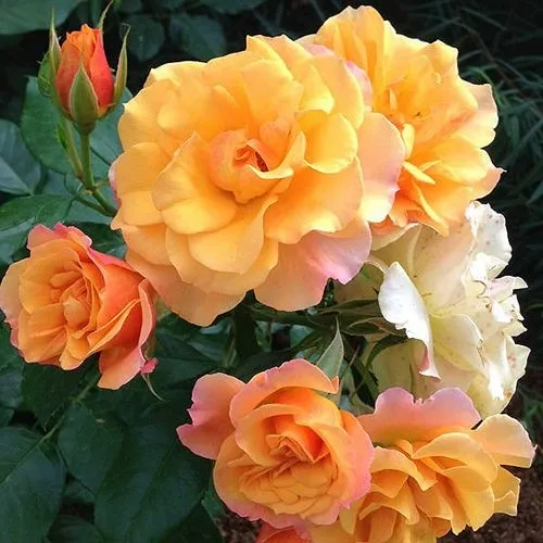 Роза ТЕКИЛА флорибунда  в Дзержинске
