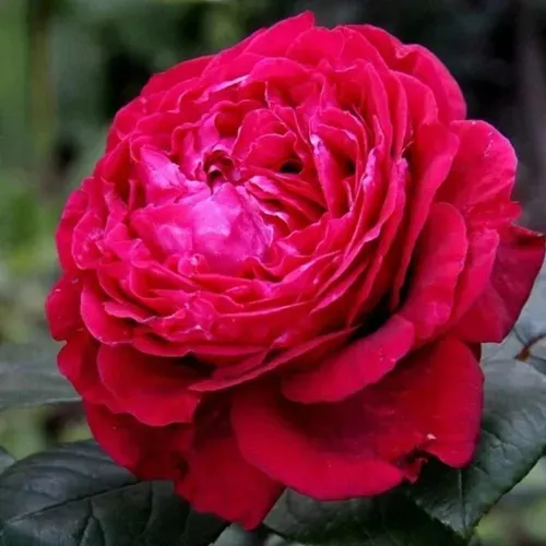 Роза 4 ВЕТРОВ флорибунда  в Дзержинске