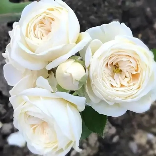 Роза АРТЕМИС шраб в Дзержинске